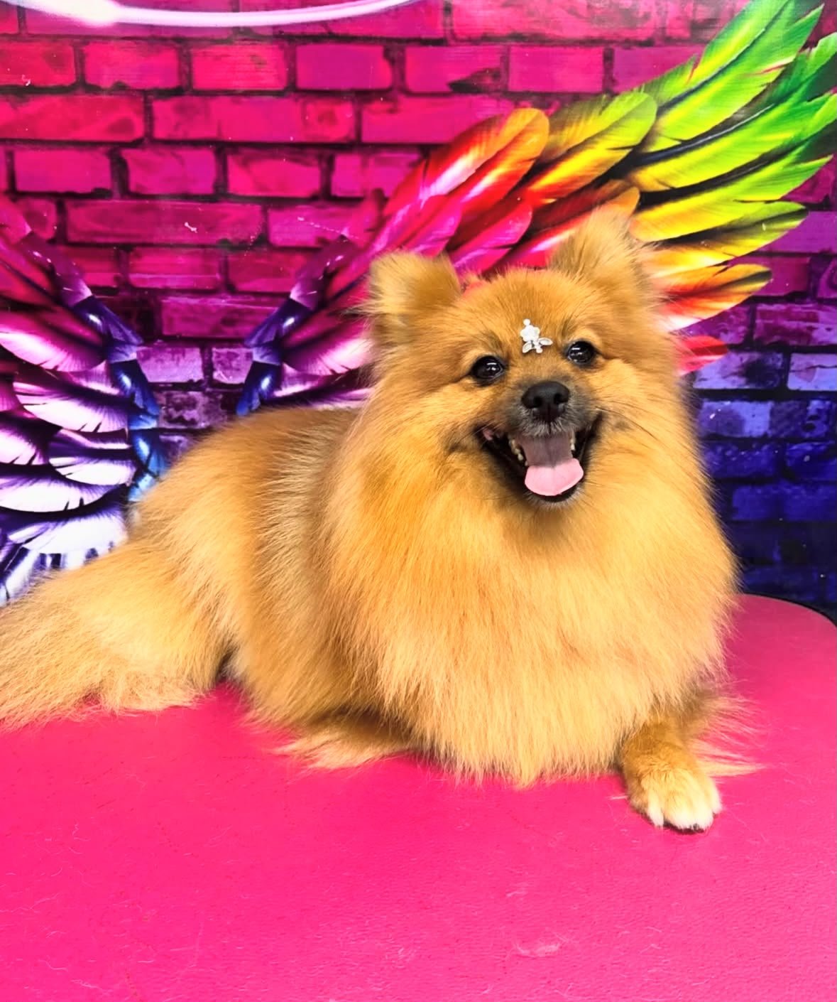 Cachorrinho 10 Banho e Tosa